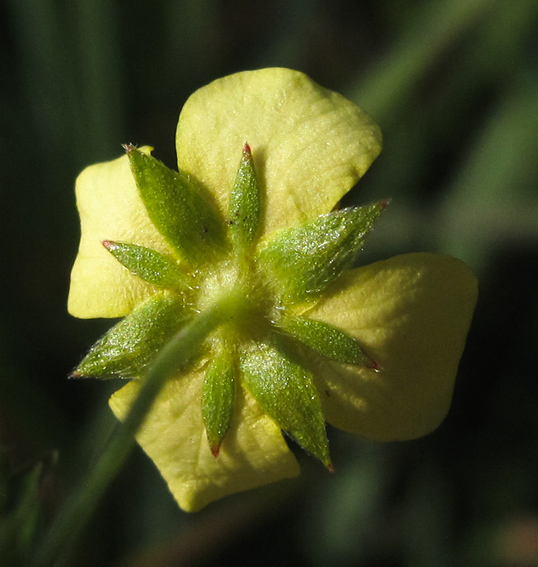 Potentilla6b