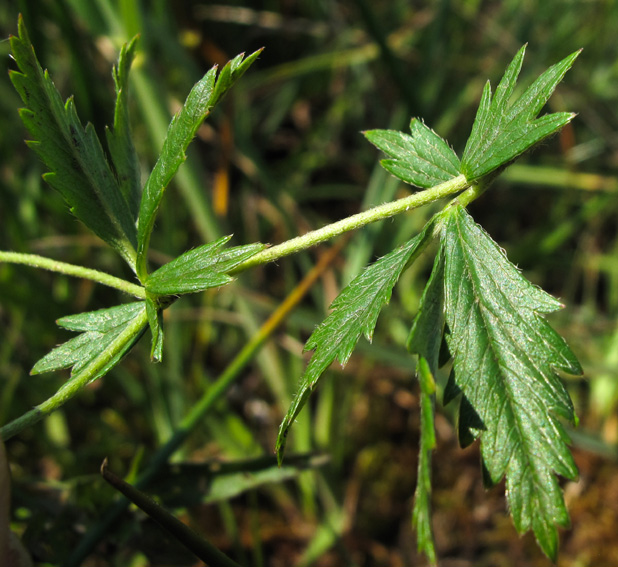 Potentilla6a