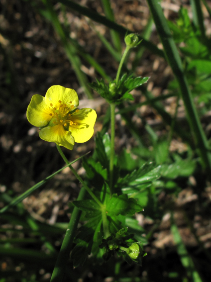 Potentilla6