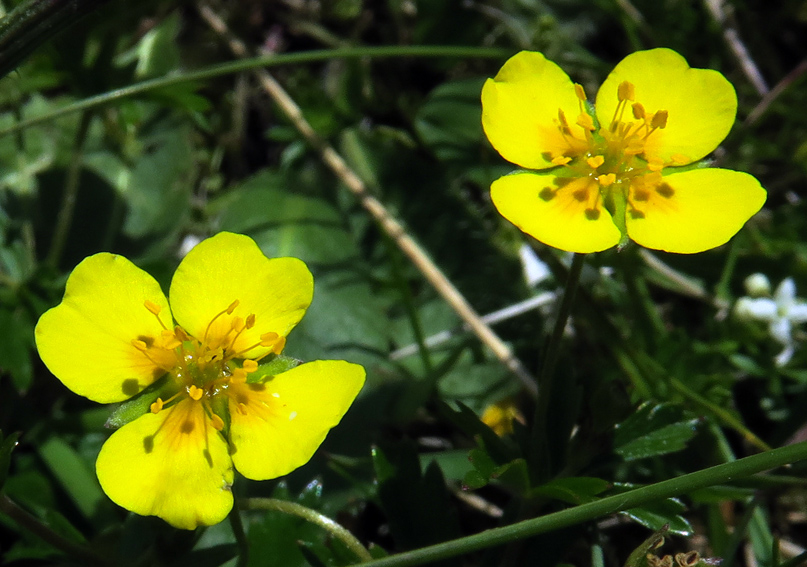 Potentilla8c