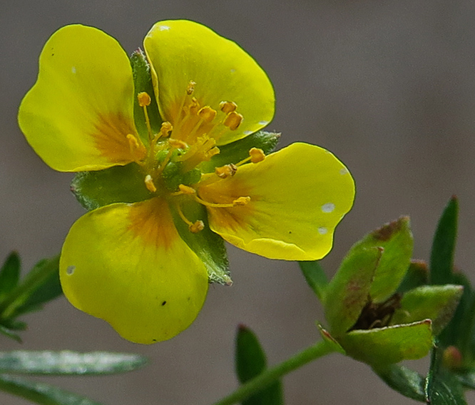 Potentilla5