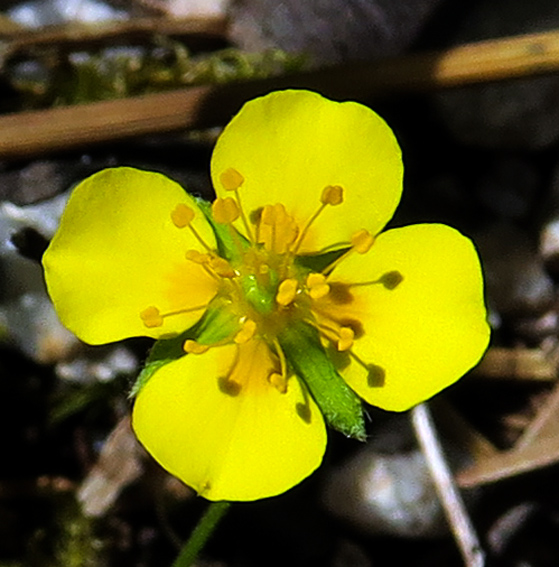 Potentilla8a