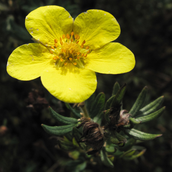 Potentilla10a1