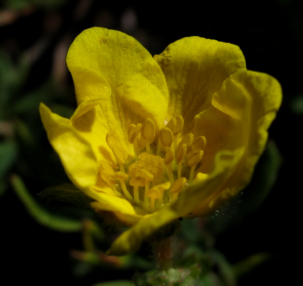 Potentilla10c