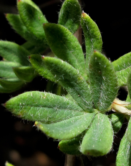 Potentilla10b