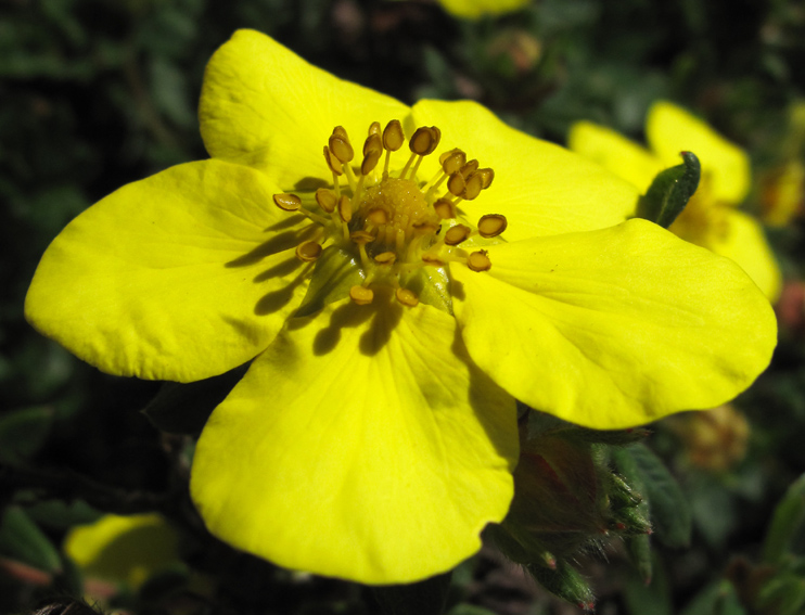 Potentilla10d