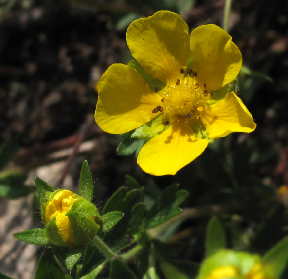 Potentilla31