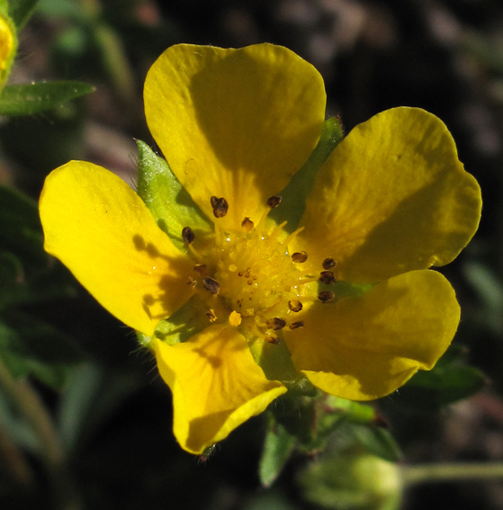 Potentilla32