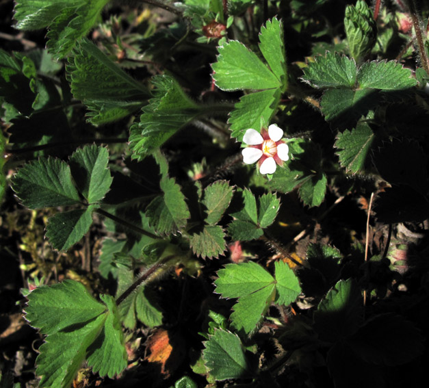 Potentilla22