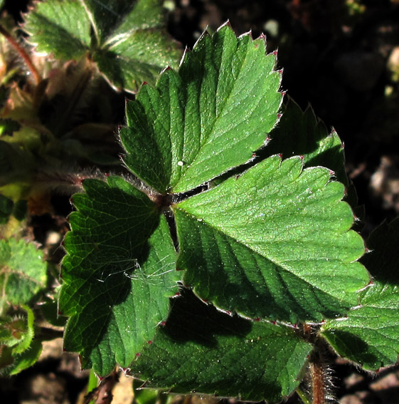 Potentilla24