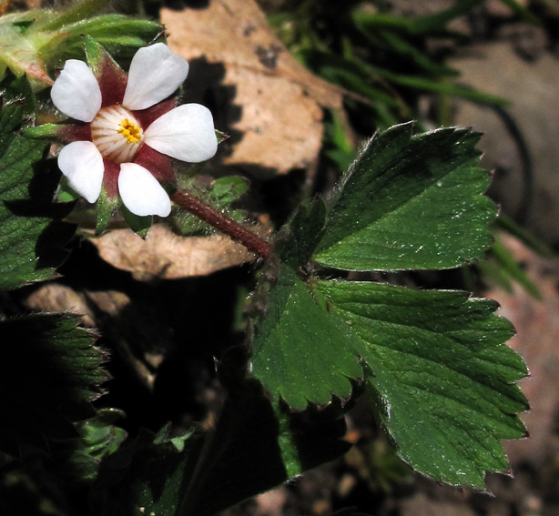 Potentilla23