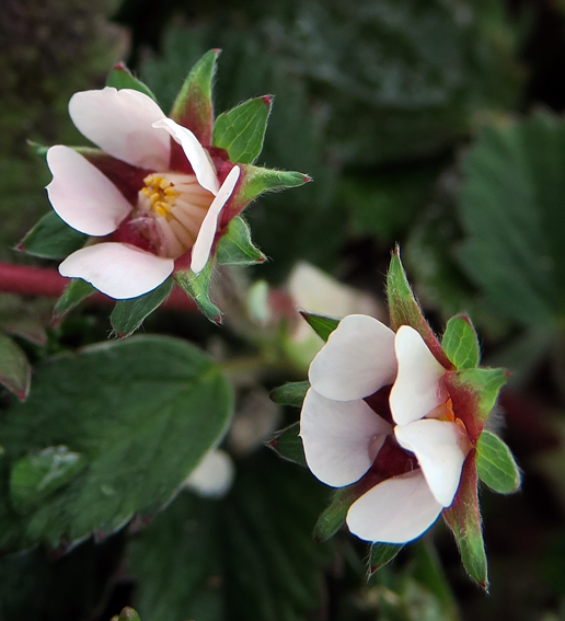 Potentilla23a