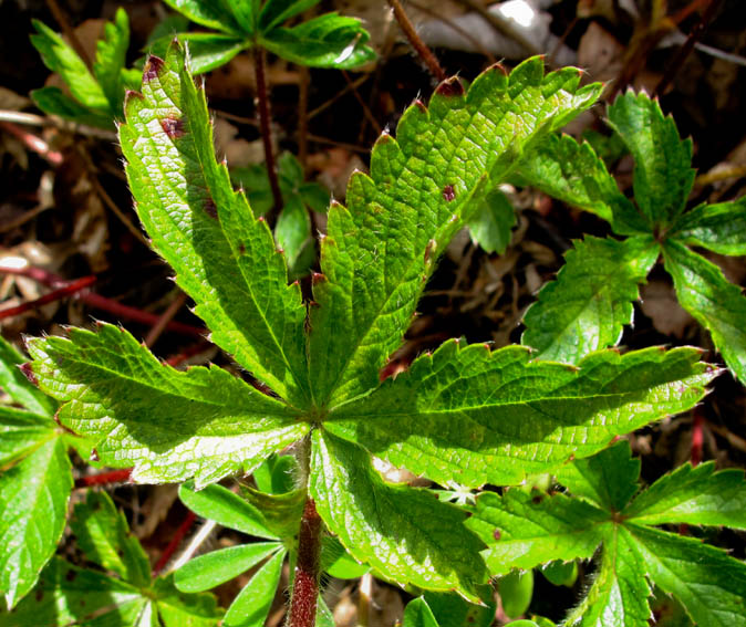 Potentilla15