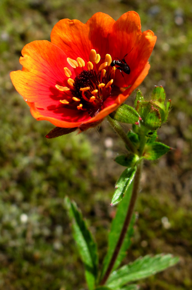 Potentilla14