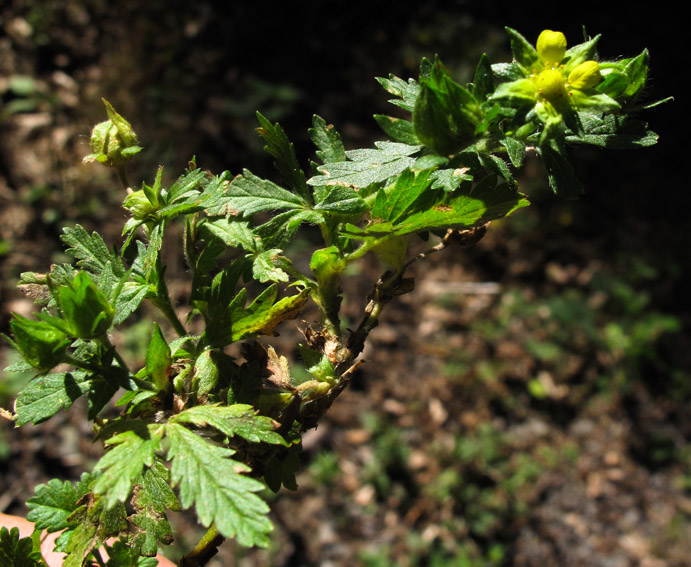 Potentilla37