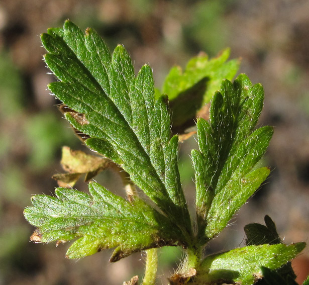 Potentilla38