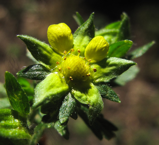 Potentilla40