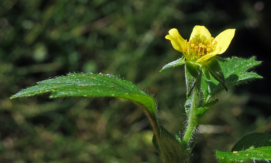 Potentilla42