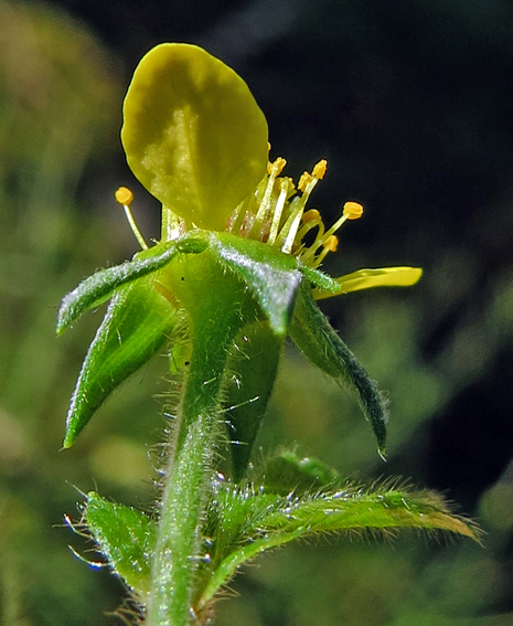 Potentilla43