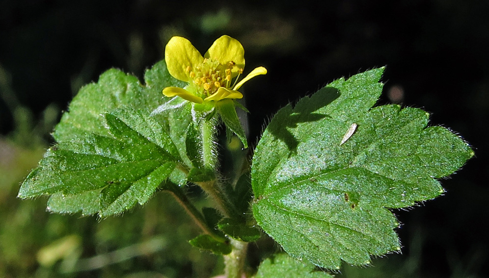 Potentilla41