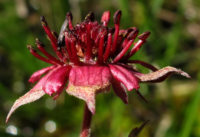 Potentilla28