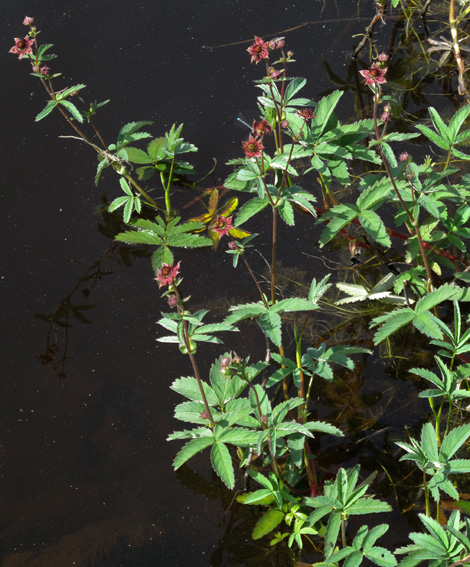 Potentilla25a