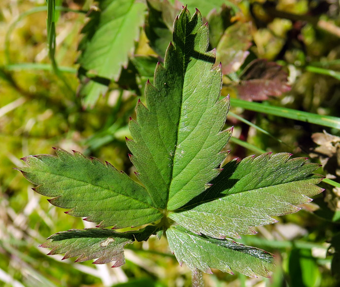 Potentilla29e