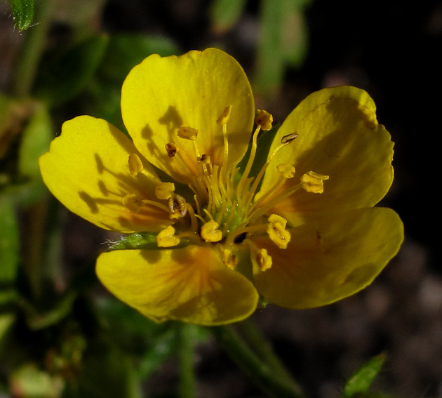 Potentilla10a