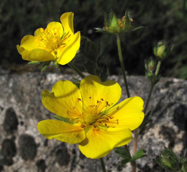 Potentilla10