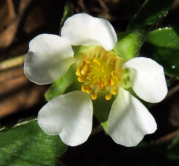 Potentilla21a1