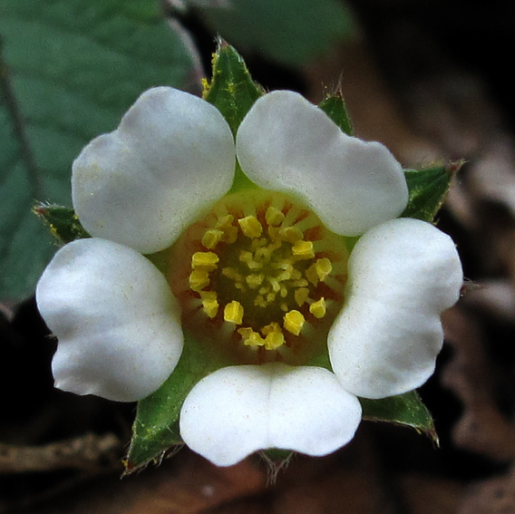 Potentilla21