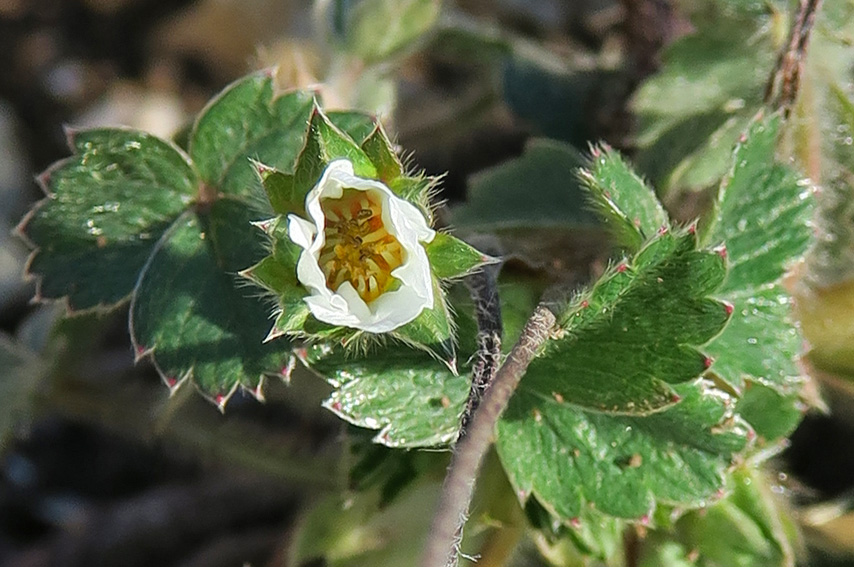 Potentilla21a2