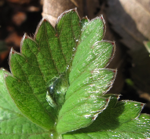 Potentilla19a