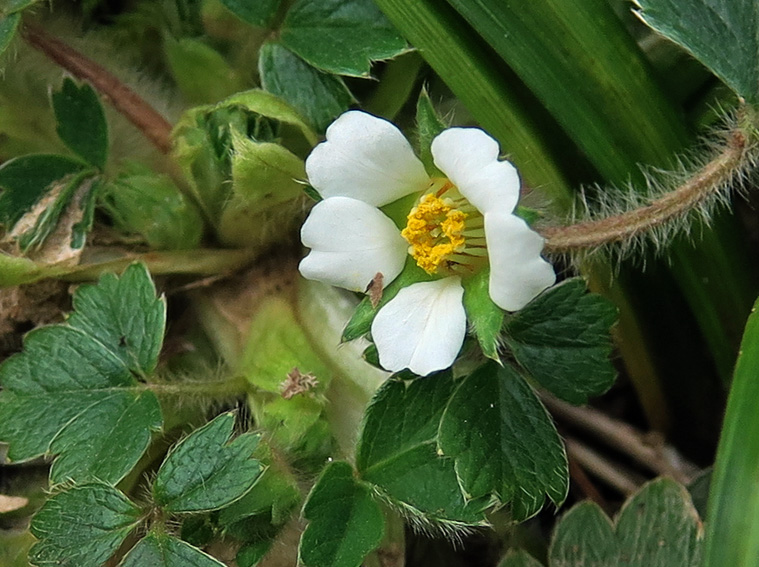 Potentilla21c