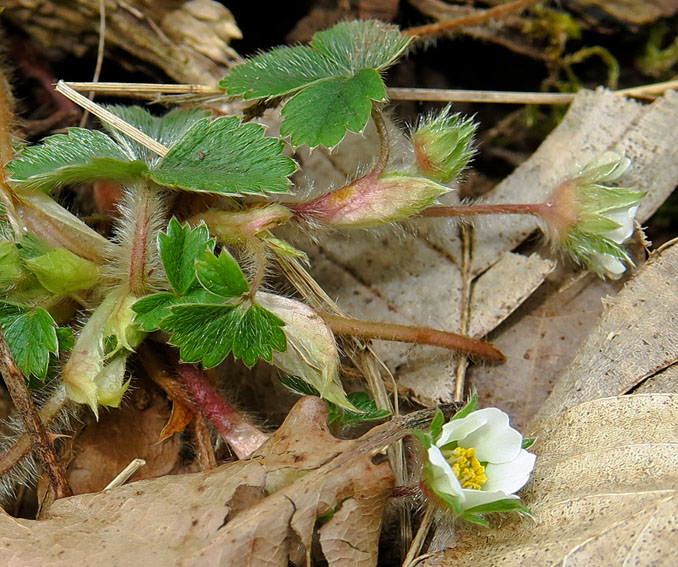 Potentilla21b