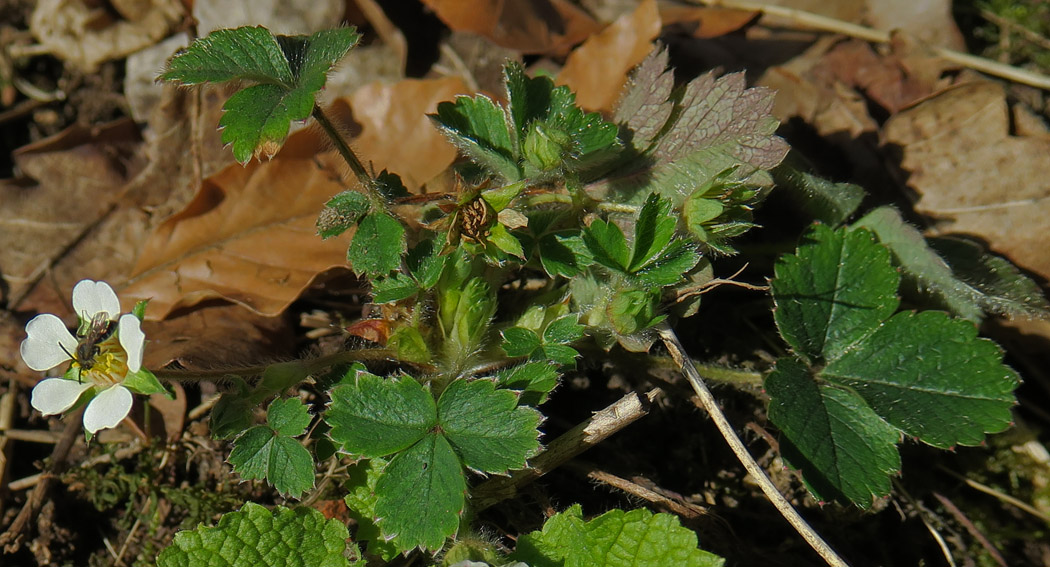 Potentilla17