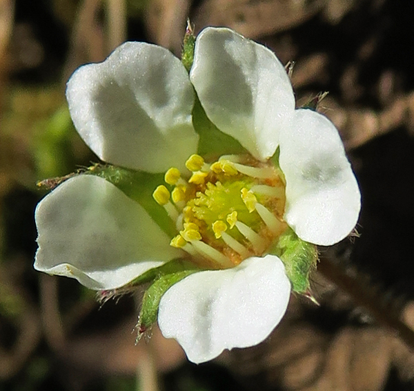 Potentilla21a