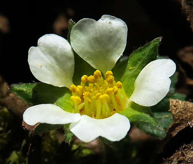 Potentilla19