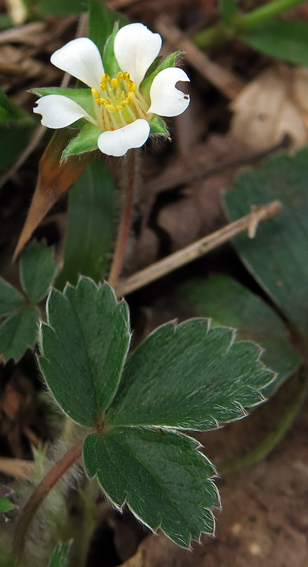 Potentilla18