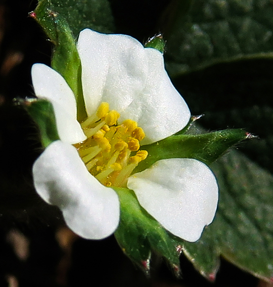 Potentilla20