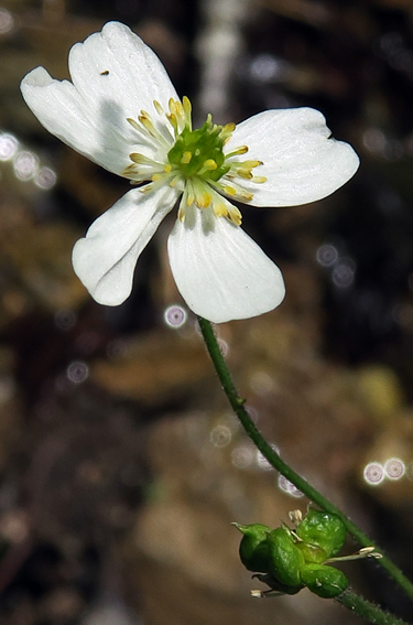 Ranunculus17