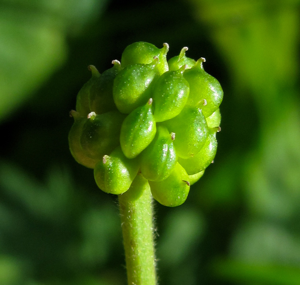 Ranunculus18