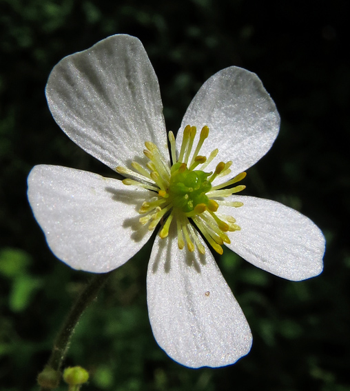 Ranunculus18b