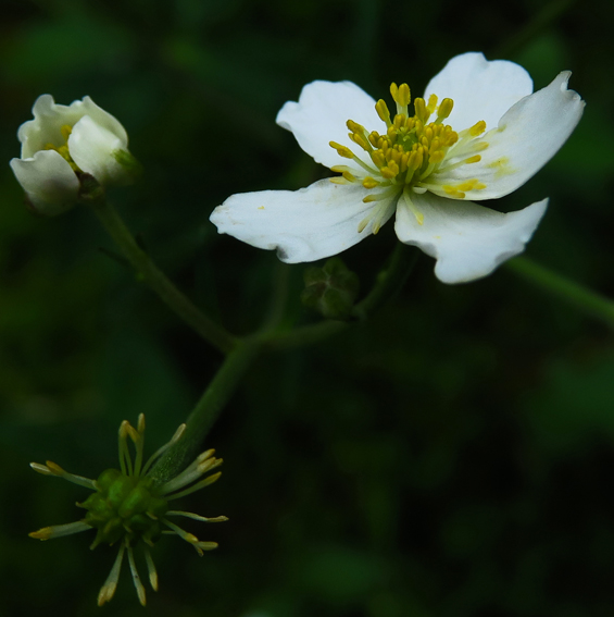 Ranunculus18d