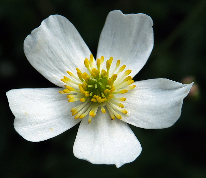 Ranunculus18e