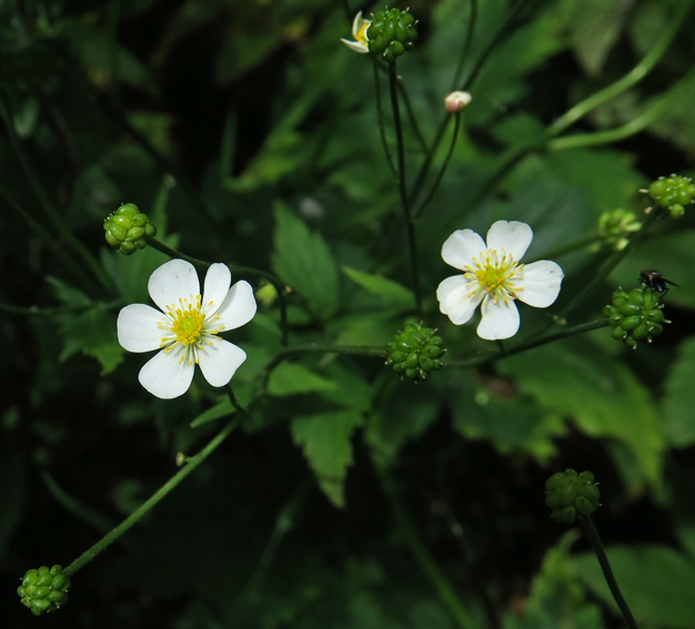 Ranunculus15