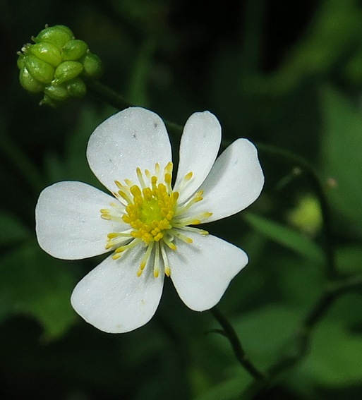 Ranunculus16