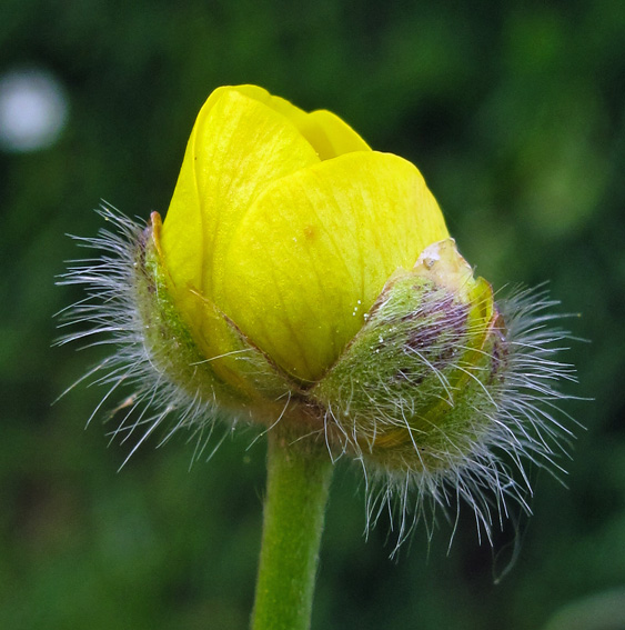 Ranunculus7b