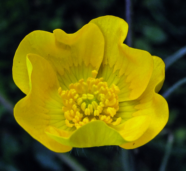 Ranunculus7c