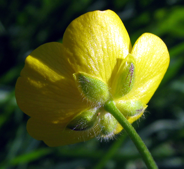 Ranunculus7e